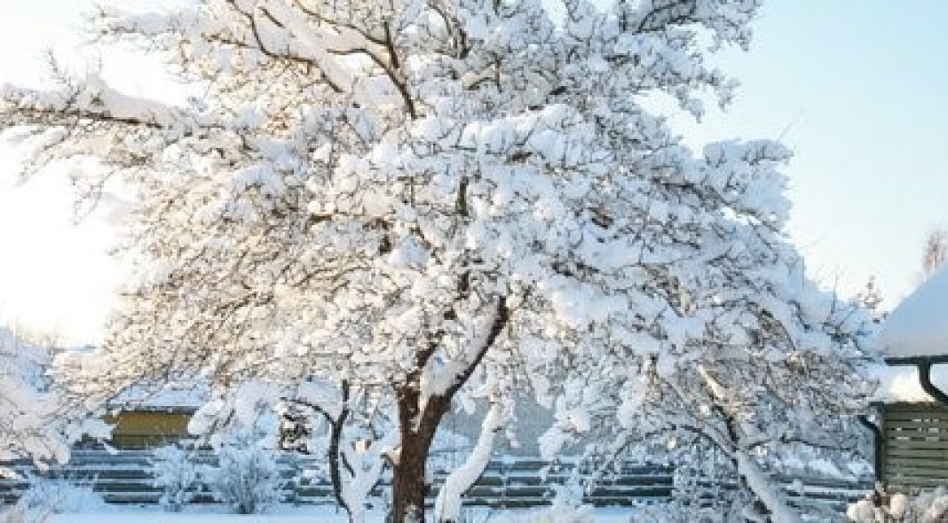 JARDINAGE NOEL